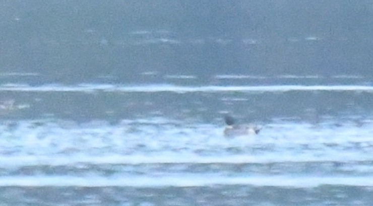 Mallard x Northern Pintail (hybrid) - Jean-Roch Poutrieux