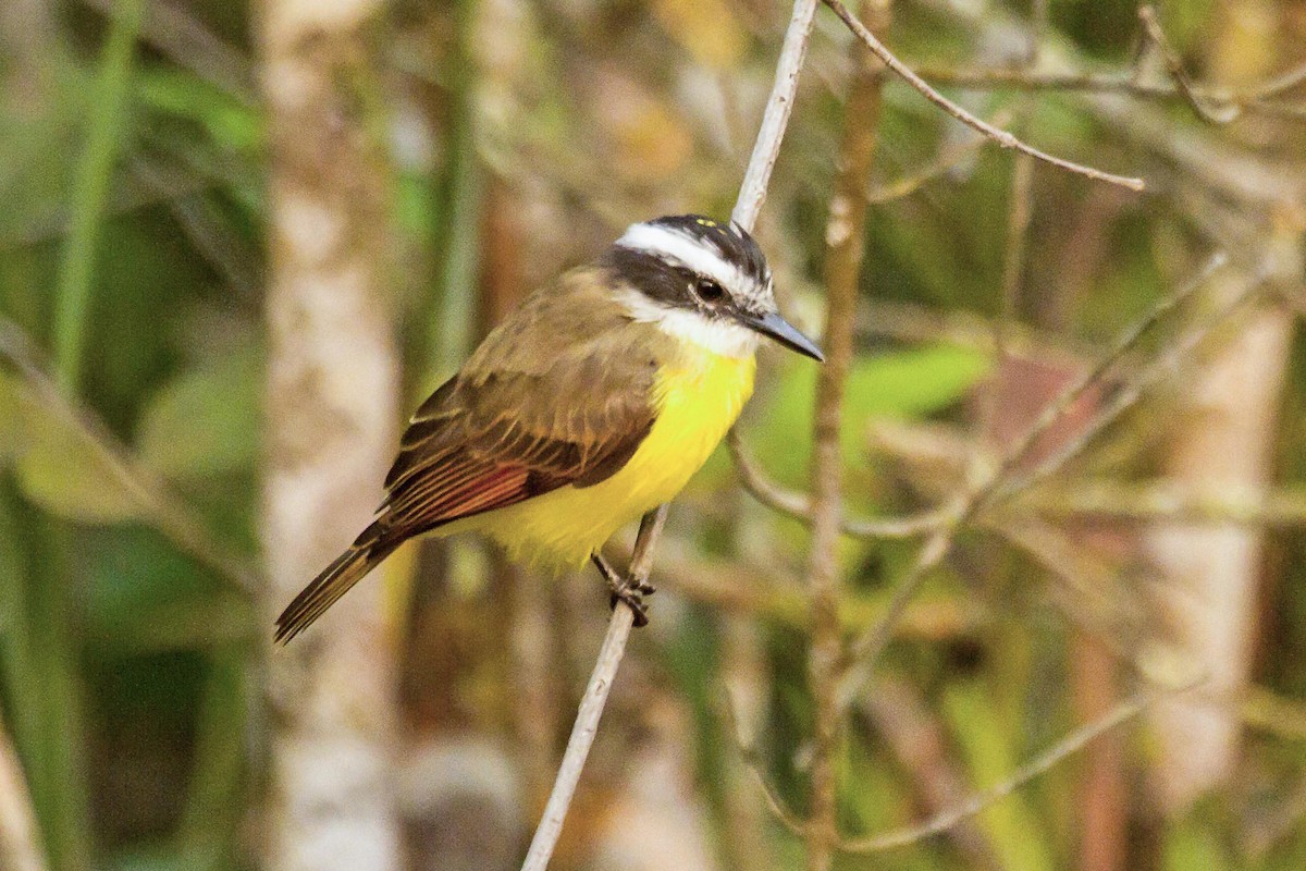 Lesser Kiskadee - ML623978122