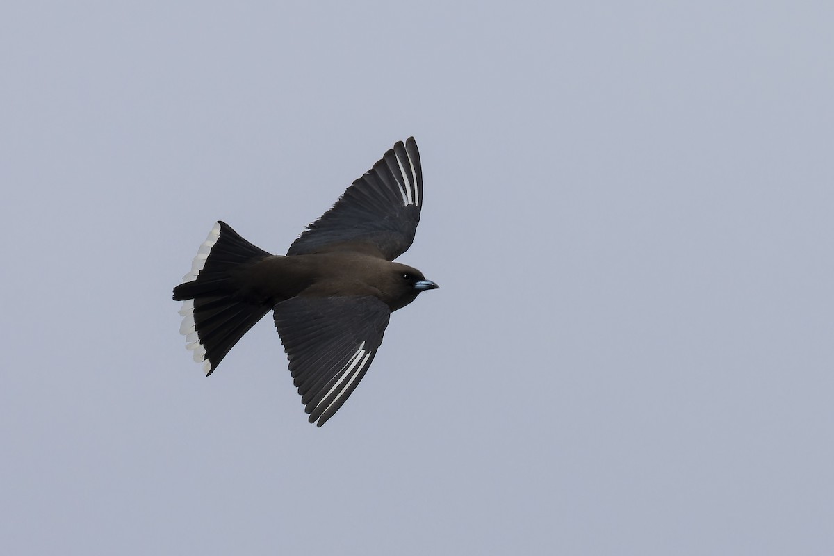 Dusky Woodswallow - ML623978138