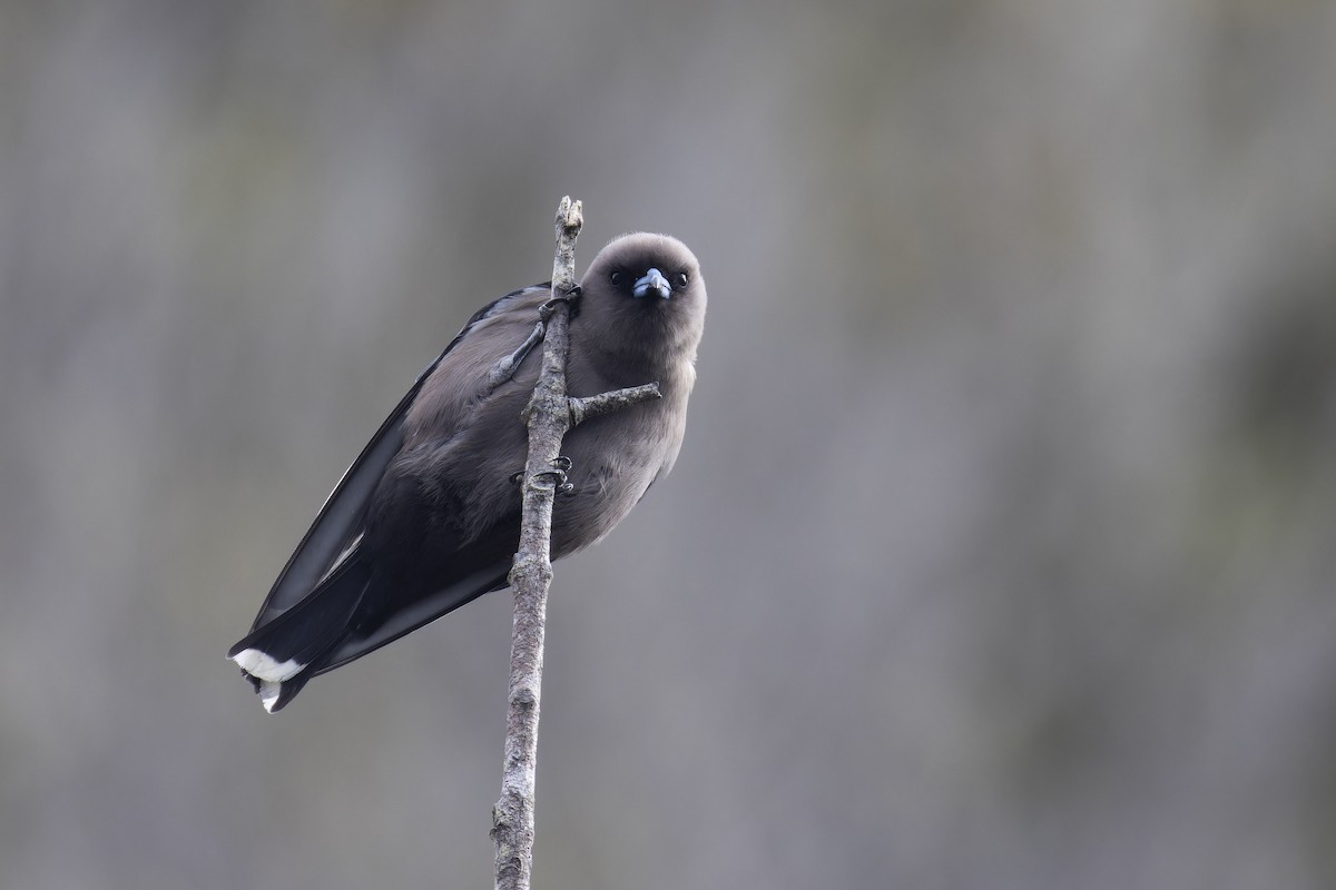 Dusky Woodswallow - ML623978139