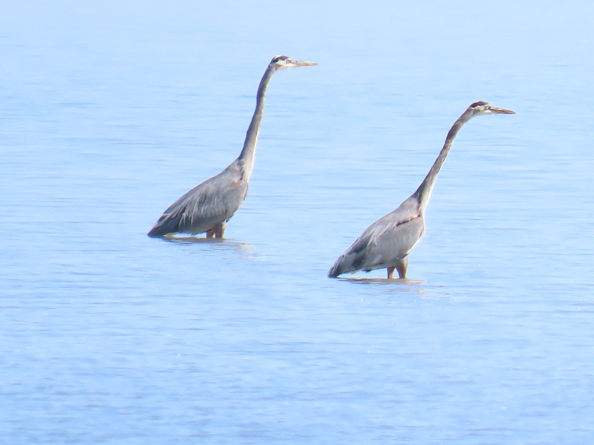 Great Blue Heron - Katherine Holland