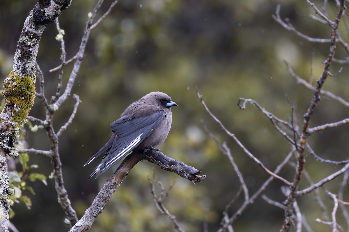 Dusky Woodswallow - ML623978152