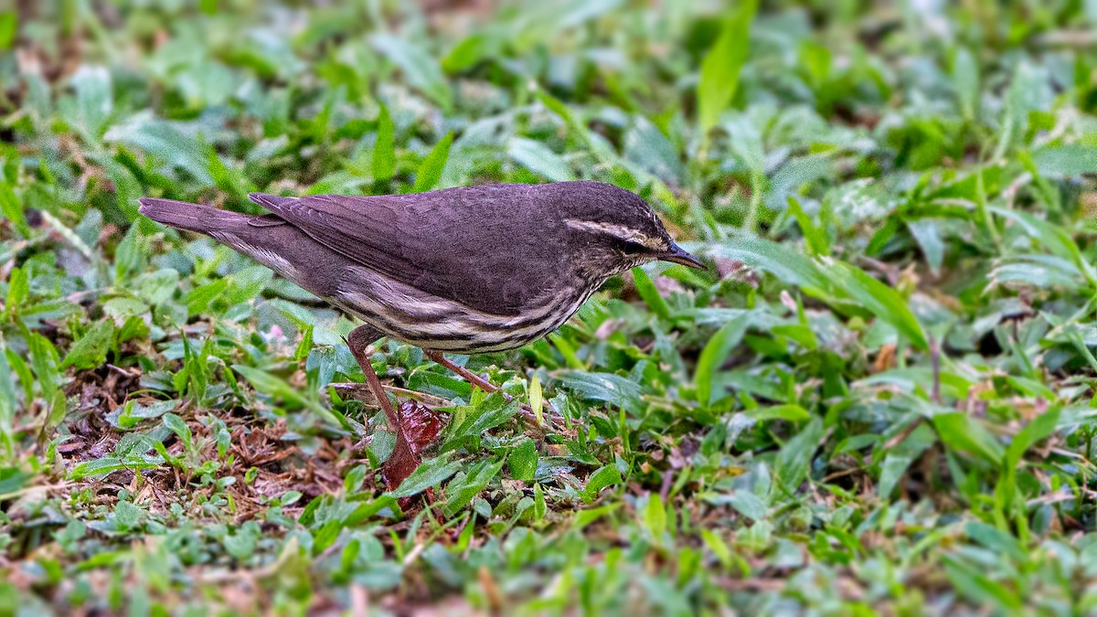 Northern Waterthrush - ML623978154