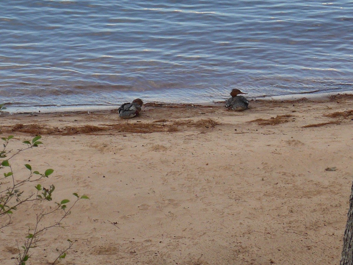 Red-breasted Merganser - ML623978193