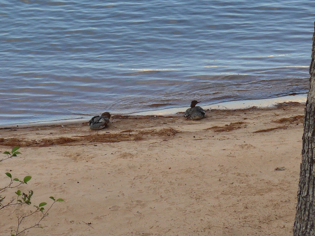 Red-breasted Merganser - ML623978194