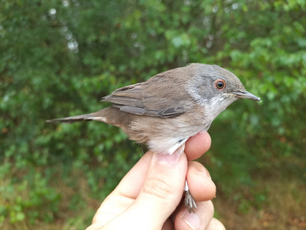 Curruca Cabecinegra - ML623978195