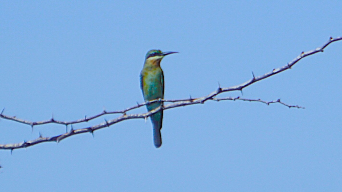 Blue-tailed Bee-eater - ML623978204