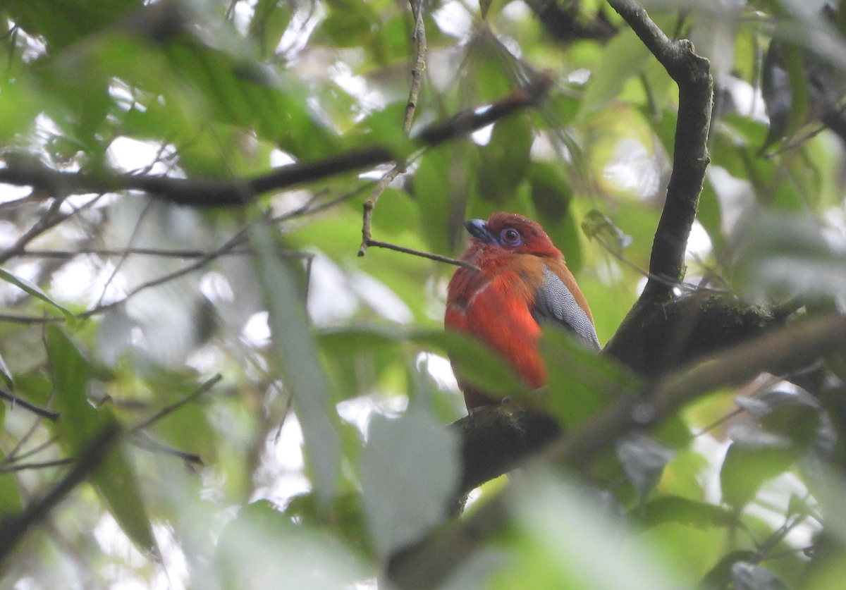 Red-headed Trogon - ML623978236