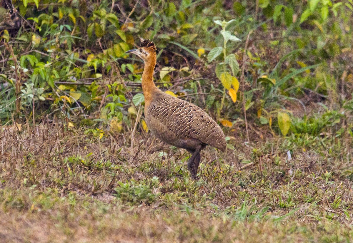 Red-winged Tinamou - ML623978237