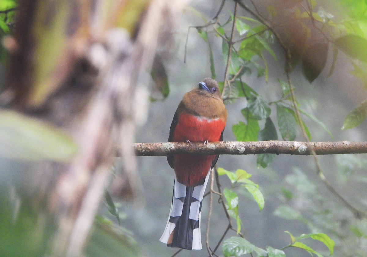 Red-headed Trogon - ML623978247