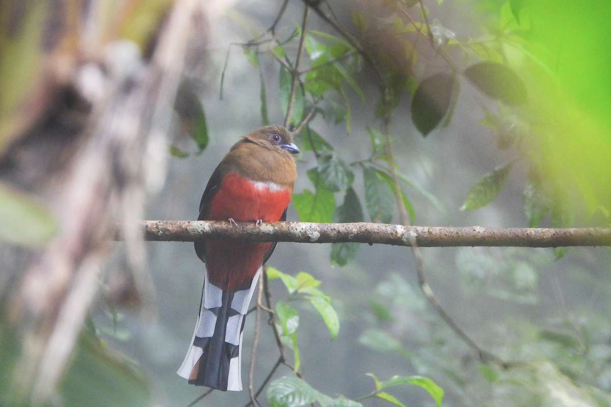 Red-headed Trogon - ML623978265