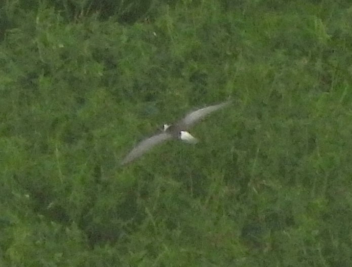 White-winged Tern - ML623978272