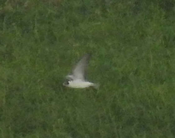 White-winged Tern - ML623978274