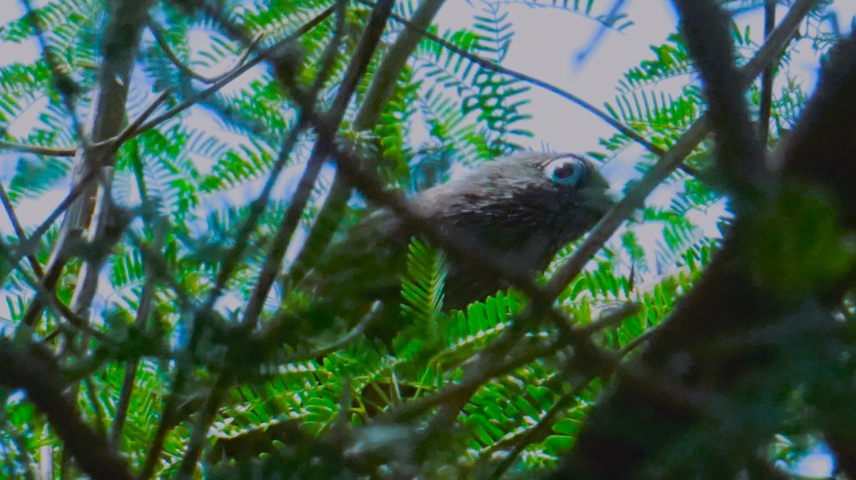 Blue-faced Malkoha - ML623978286