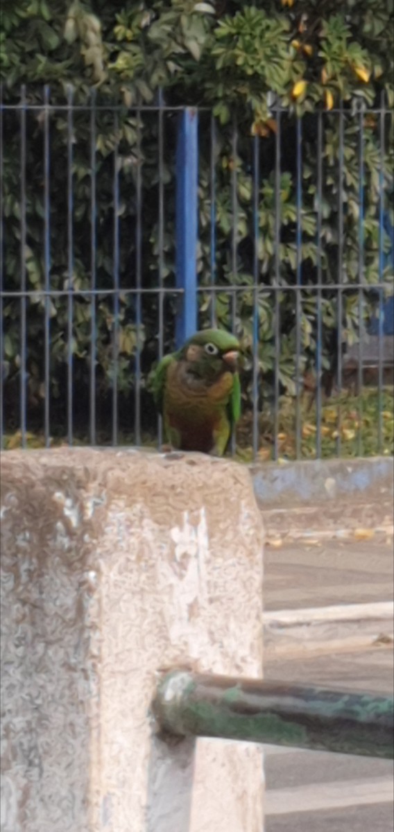 Maroon-bellied Parakeet - Maria Elisa Gussoni