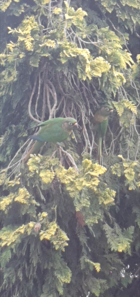 Maroon-bellied Parakeet - Maria Elisa Gussoni