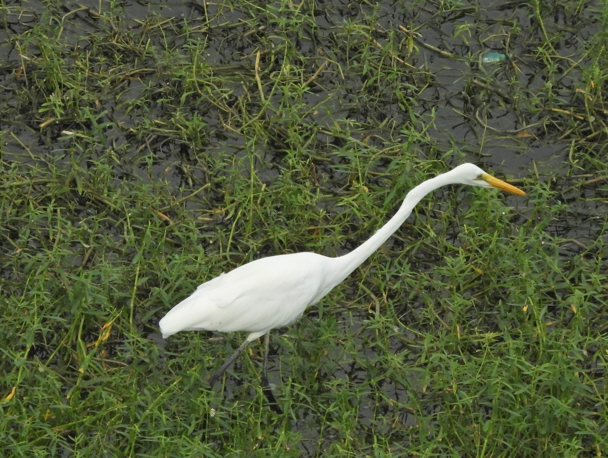 Great Egret - ML623978315