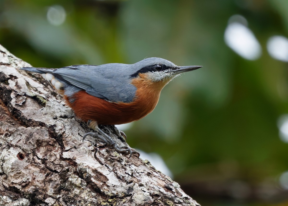 Burmese Nuthatch - ML623978326