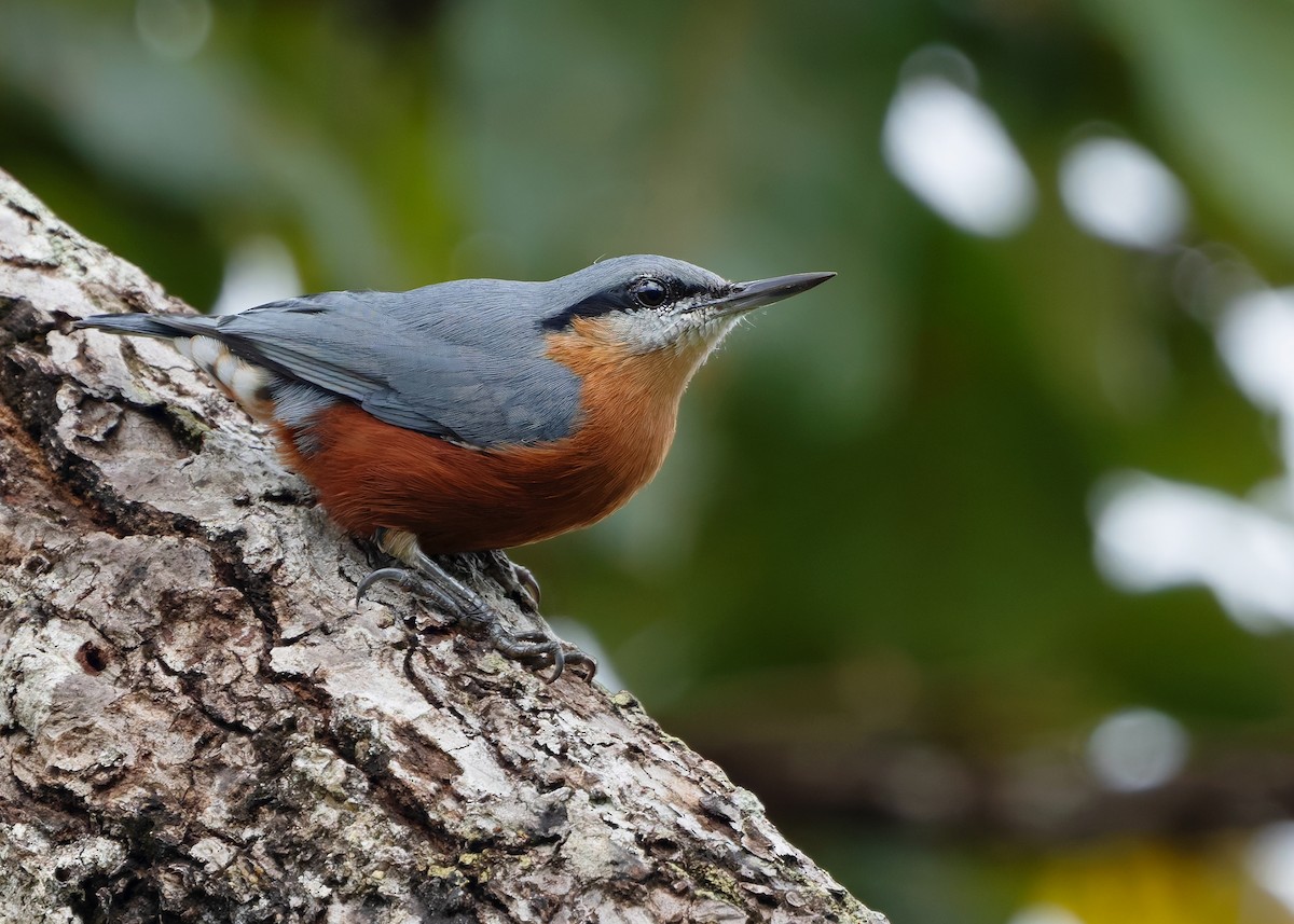 Burmese Nuthatch - ML623978327