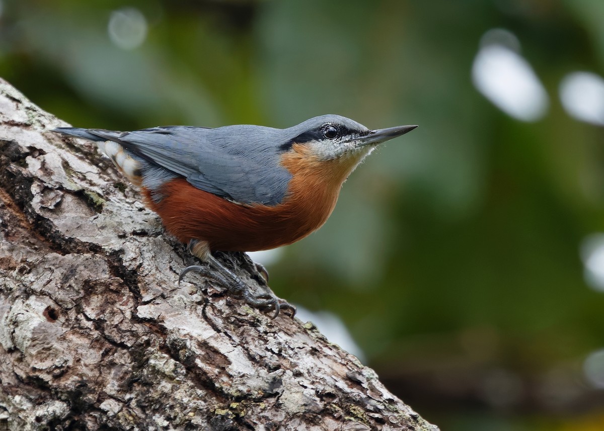 Burmese Nuthatch - ML623978329