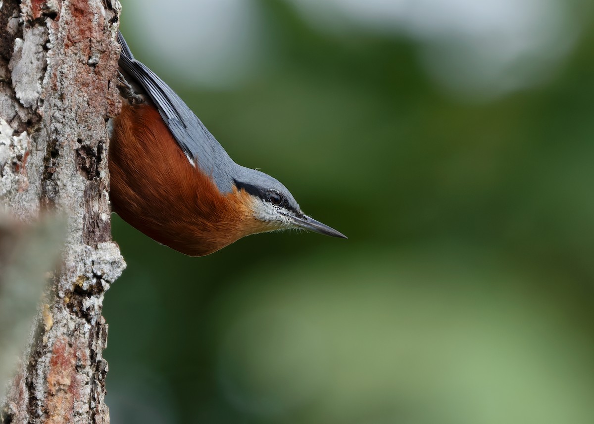 Burmese Nuthatch - ML623978330