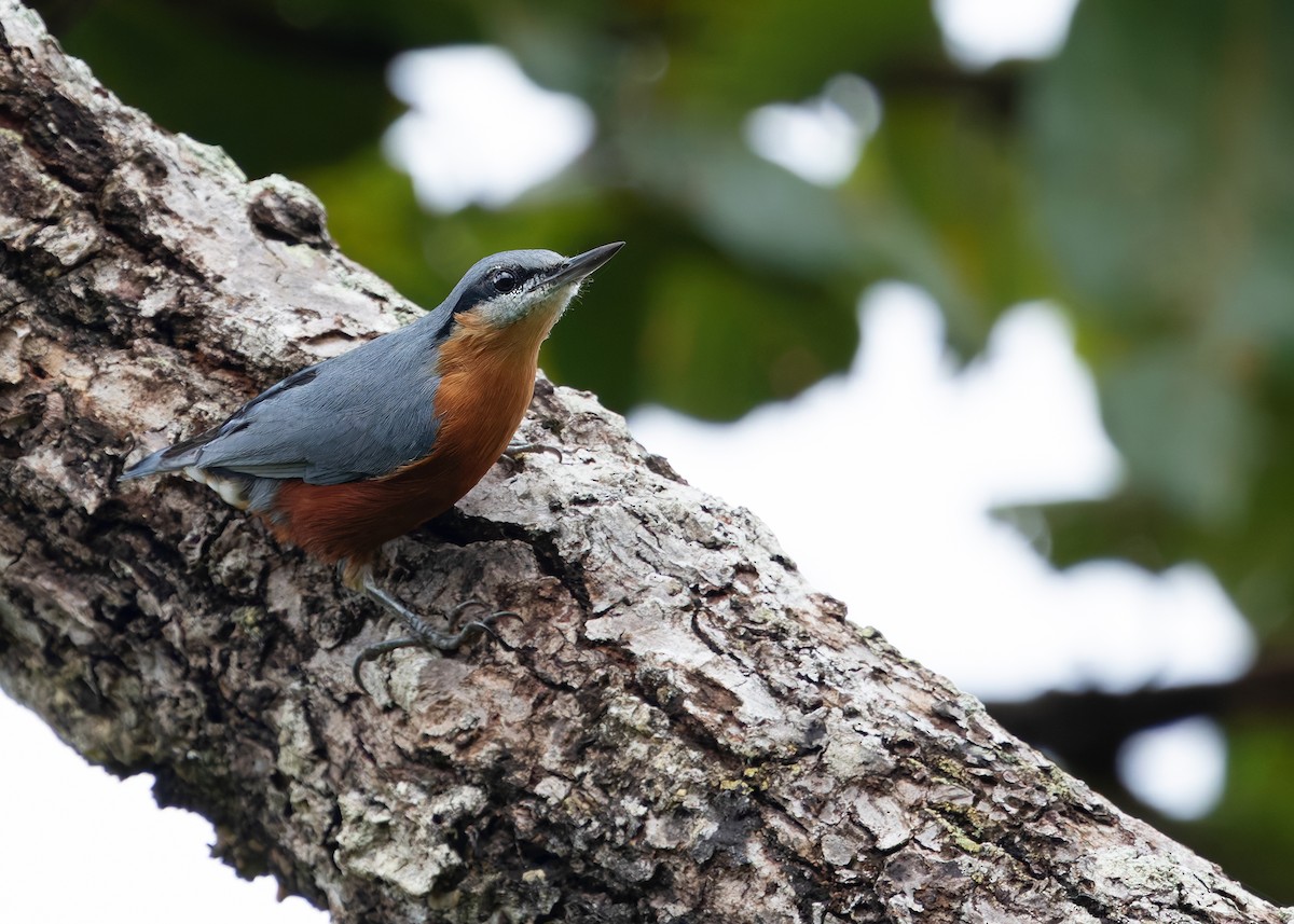 Burmese Nuthatch - ML623978331