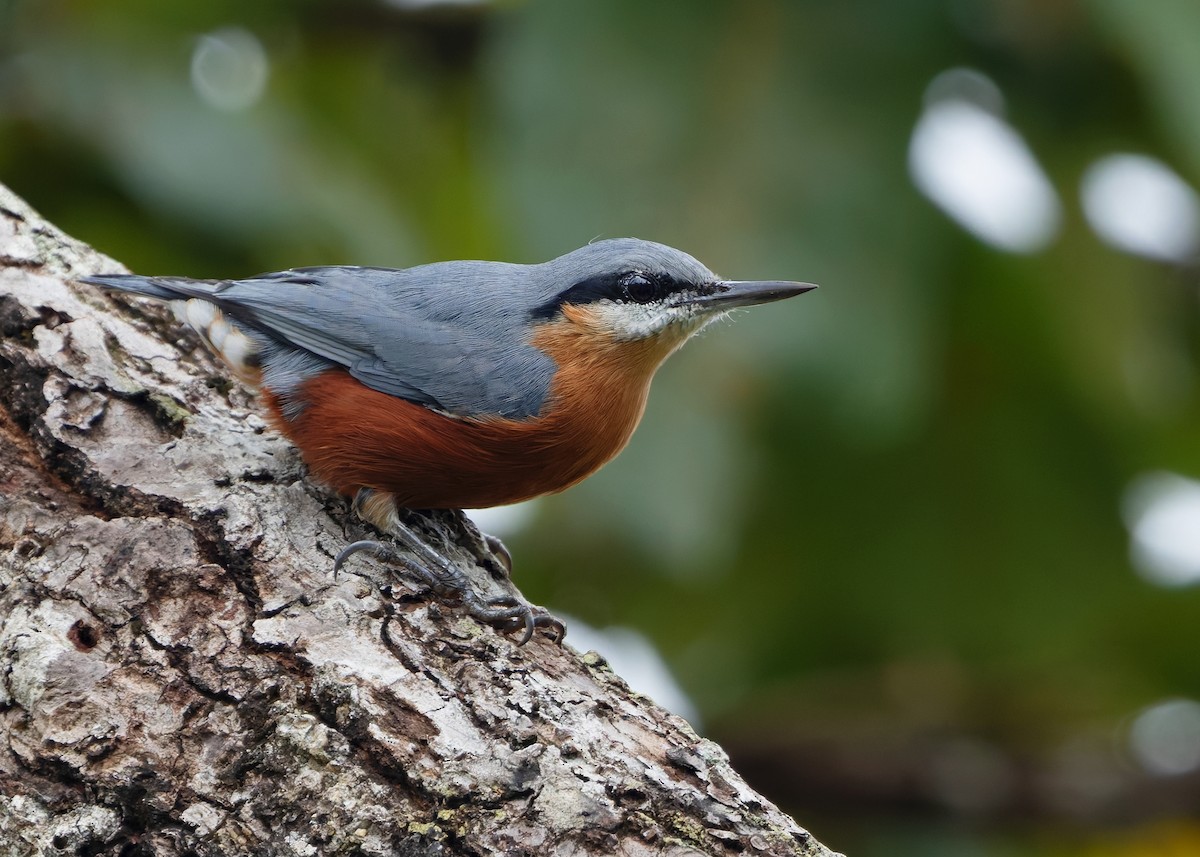 Burmese Nuthatch - ML623978332