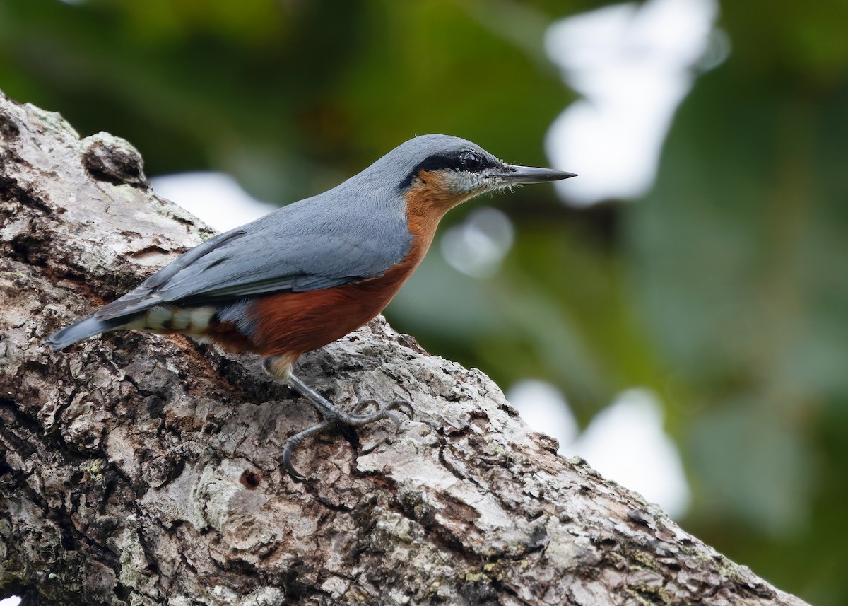 Burmese Nuthatch - ML623978333