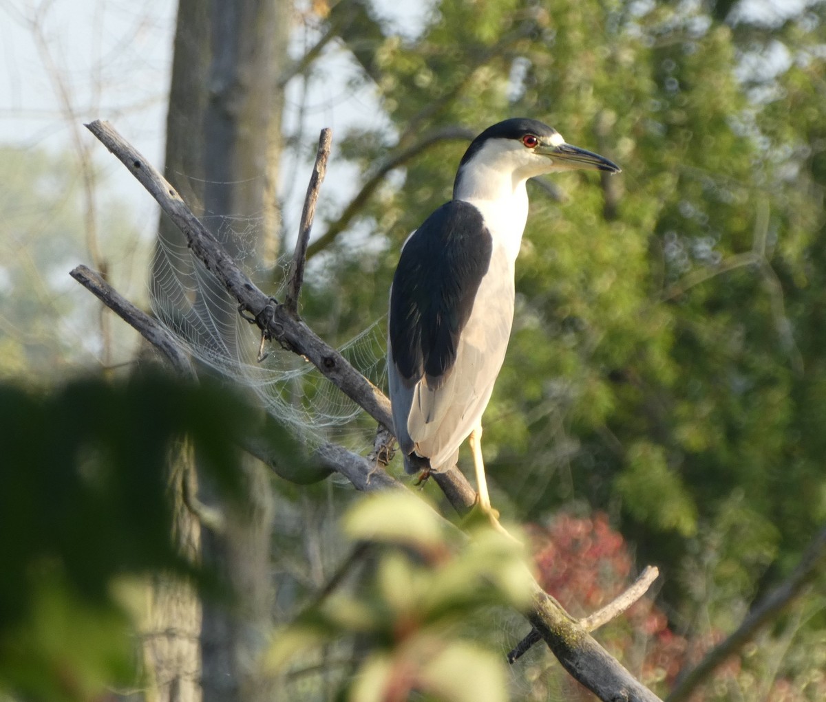 Black-crowned Night Heron - ML623978342