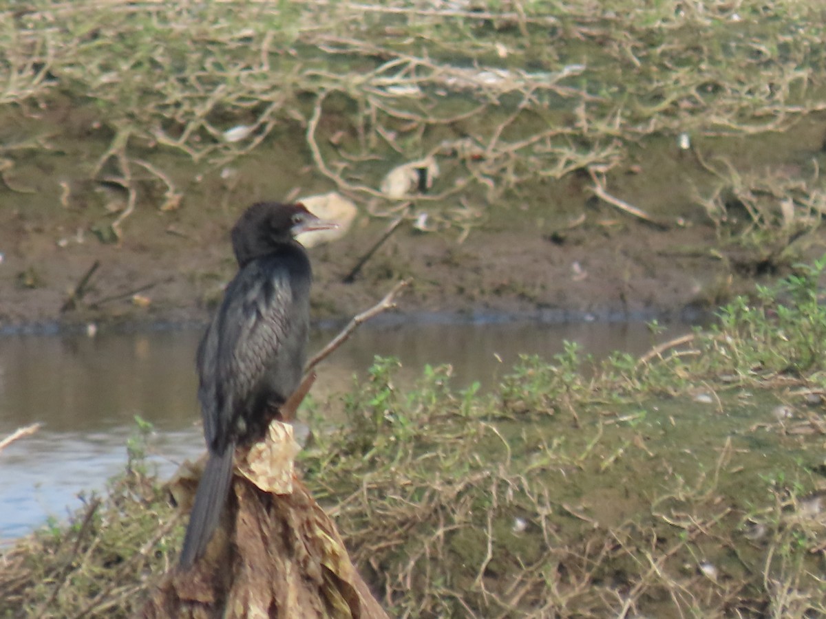 Indian Cormorant - ML623978348