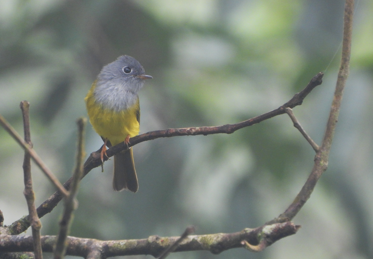 Gray-headed Canary-Flycatcher - ML623978371