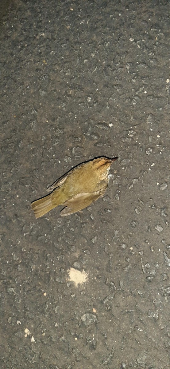 Ovenbird - ML623978374