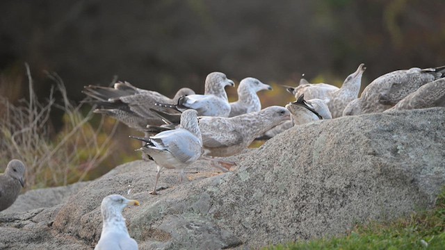 Herring Gull (American) - ML623978404