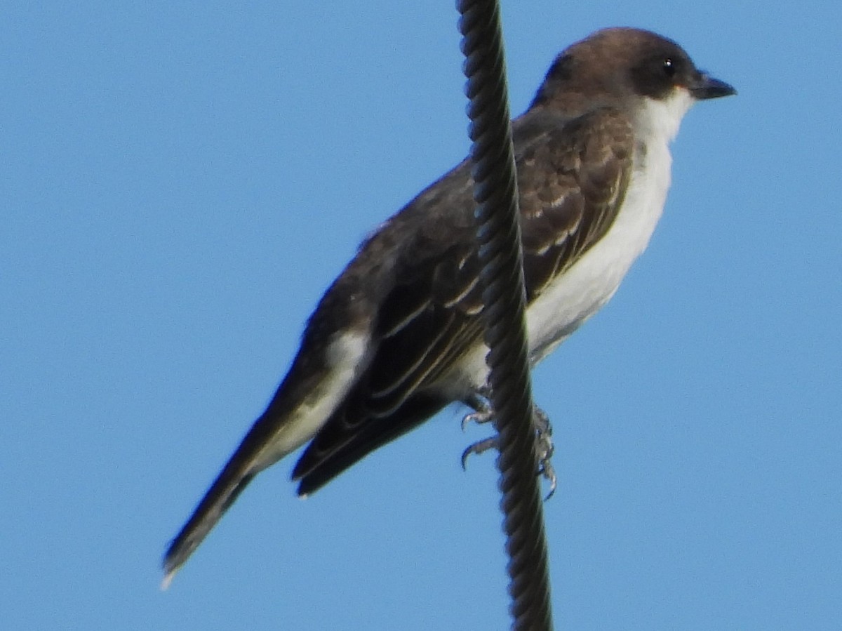 Eastern Kingbird - ML623978407