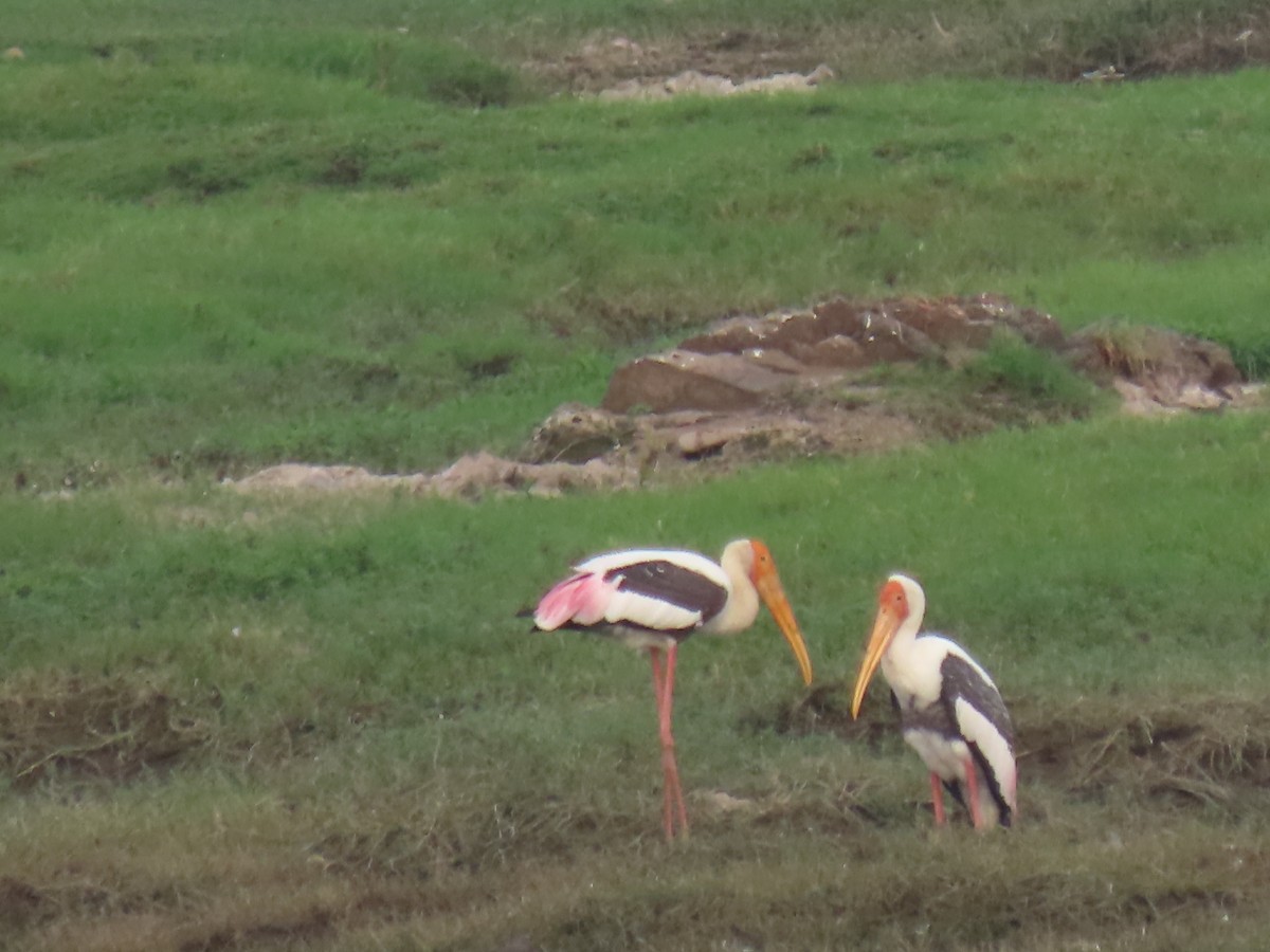 Painted Stork - Narender cv