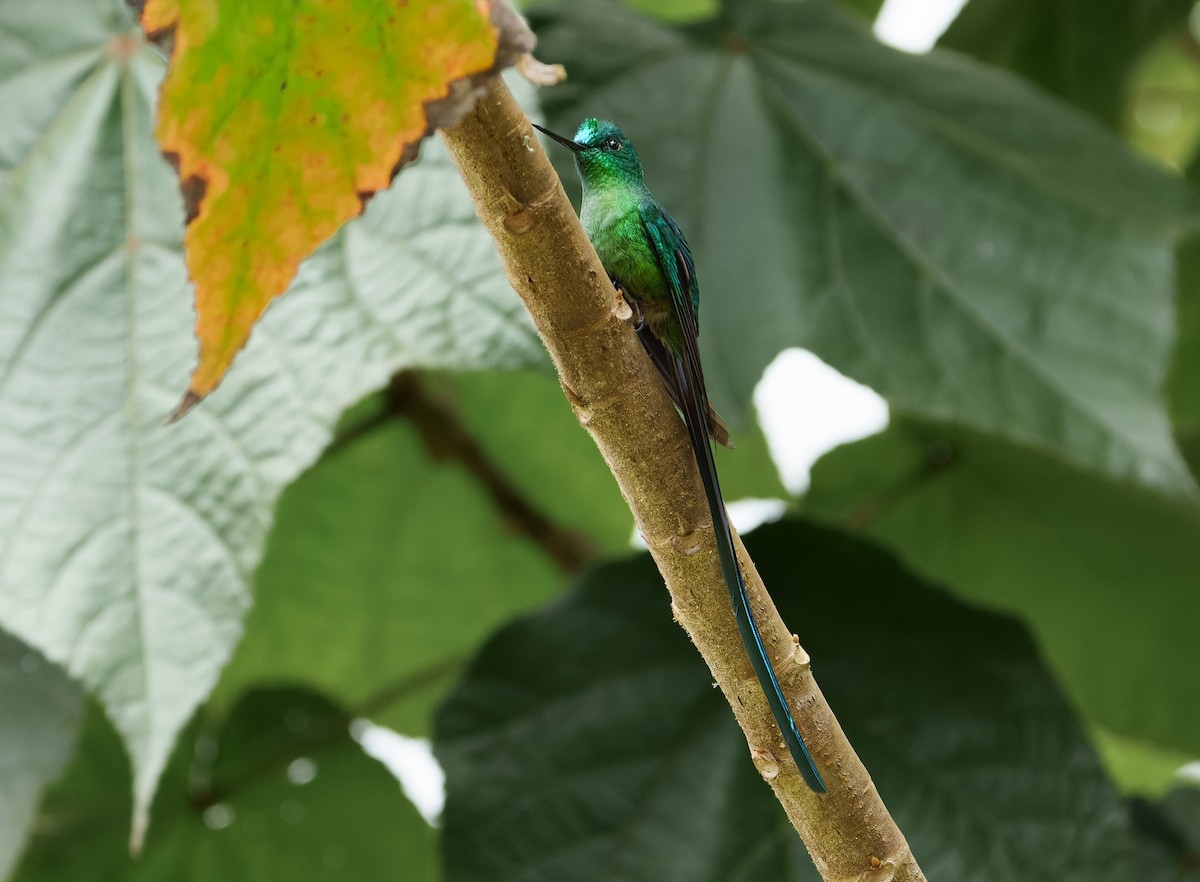 Long-tailed Sylph - ML623978415