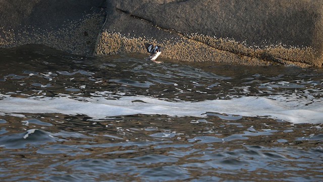 Black Guillemot - ML623978421