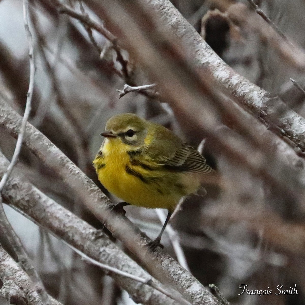 Prairie Warbler - ML623978438