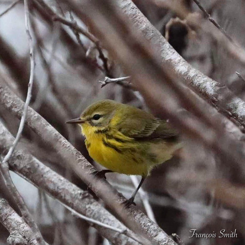 Prairie Warbler - ML623978439