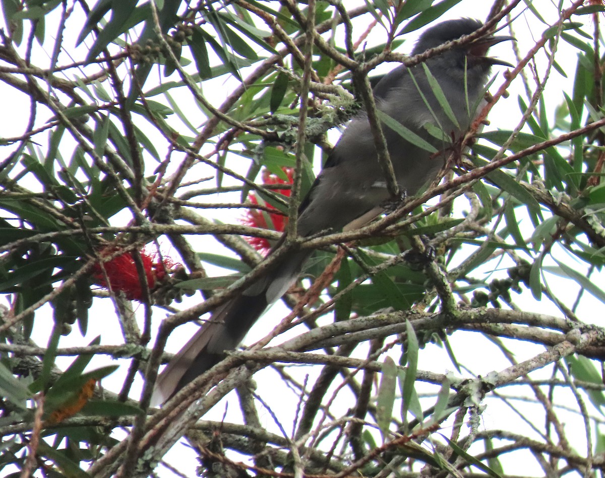 Long-tailed Sibia - Paul Aston