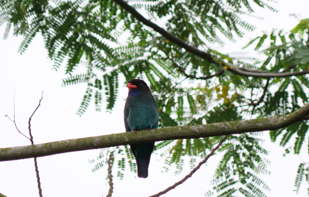 Дорнын эрдэнийн шувуу - ML623978448