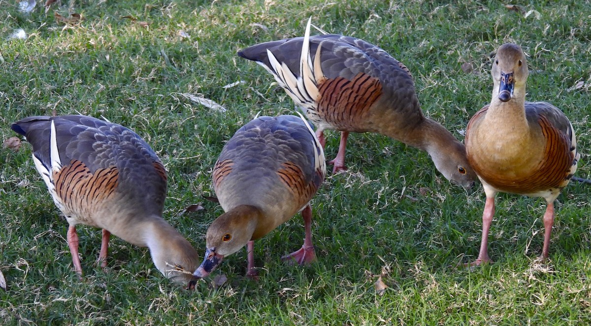 Plumed Whistling-Duck - ML623978451