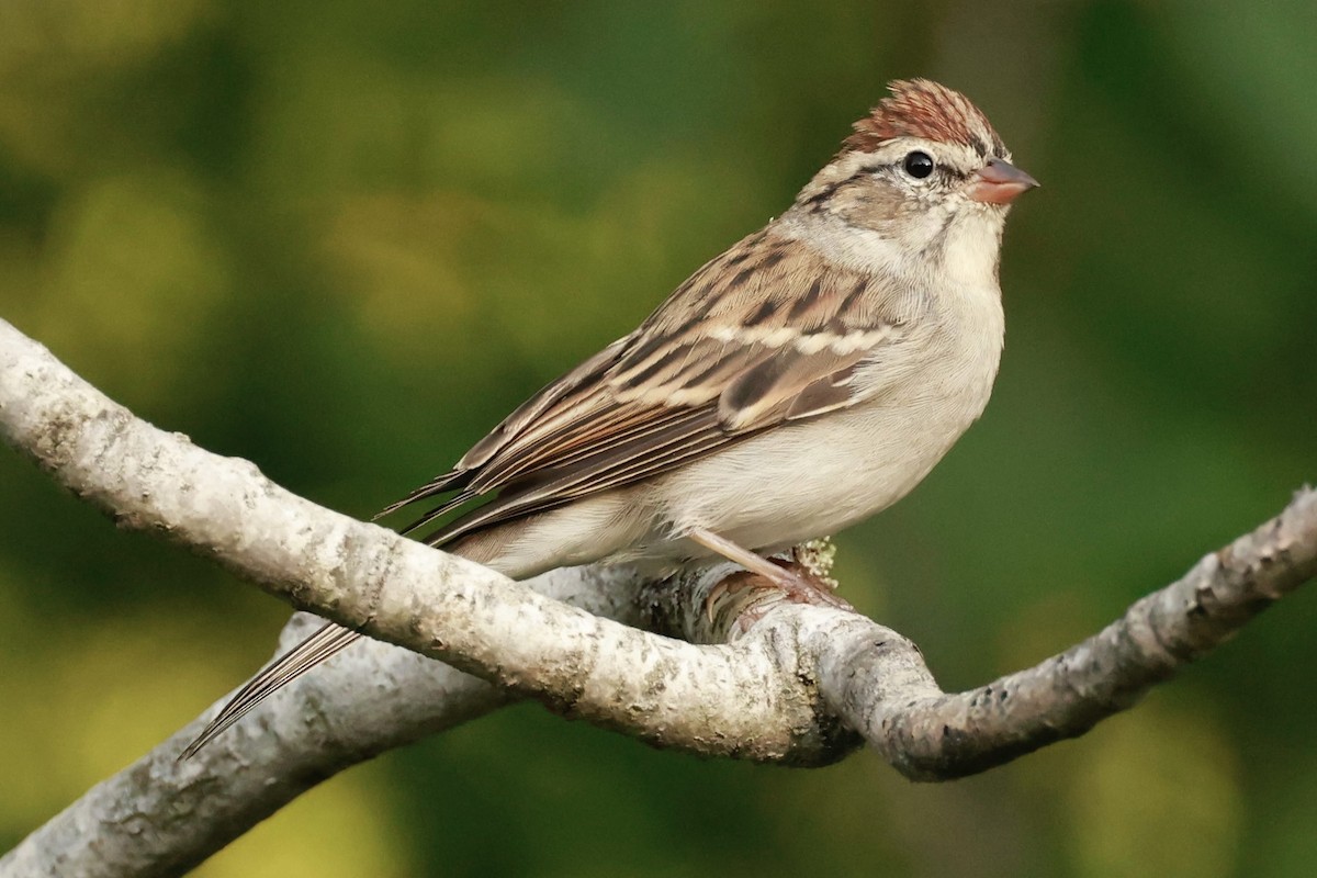 Chipping Sparrow - ML623978469