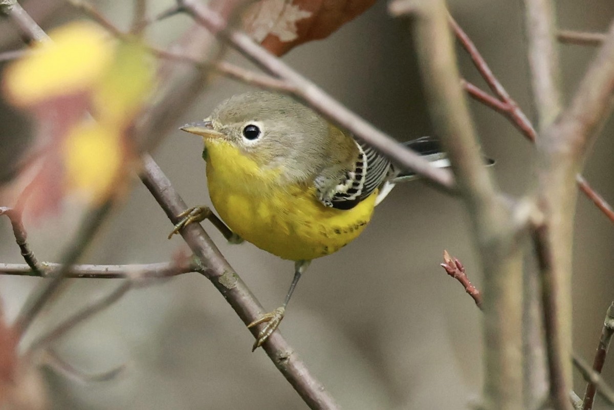 Magnolia Warbler - ML623978470