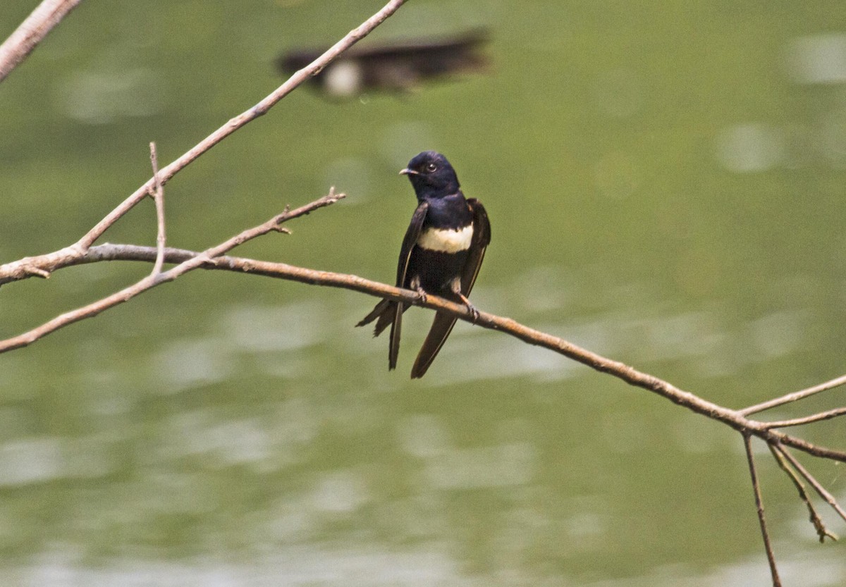 White-banded Swallow - ML623978476