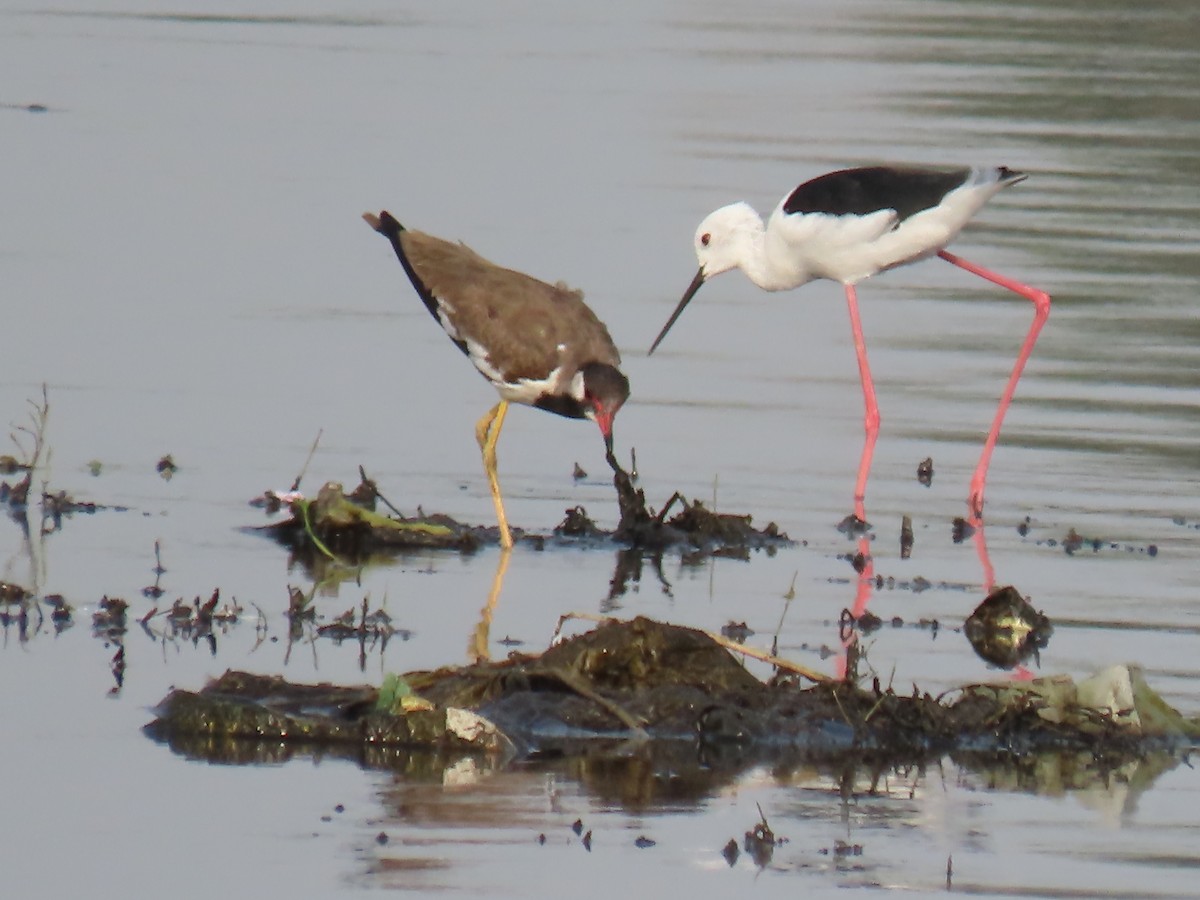 Black-winged Stilt - ML623978481