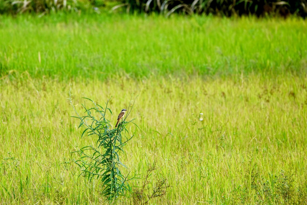 Brown Shrike (Philippine) - ML623978493