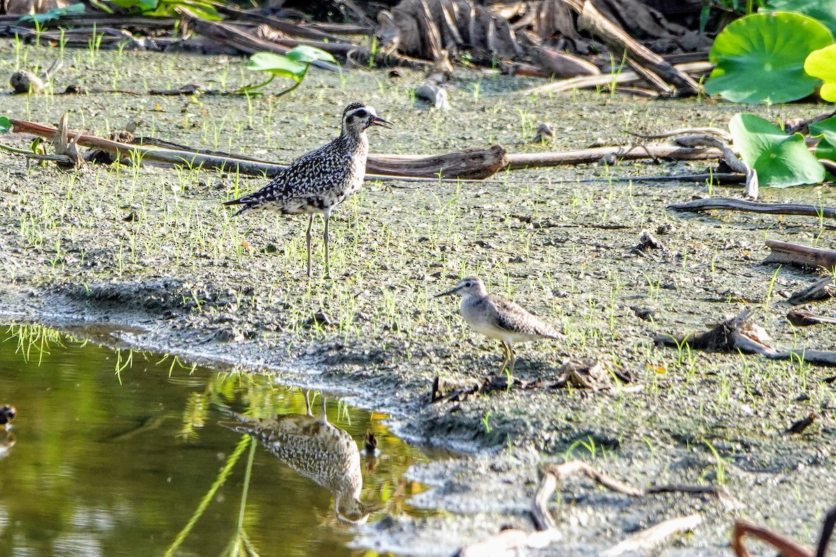 Pacific Golden-Plover - ML623978497