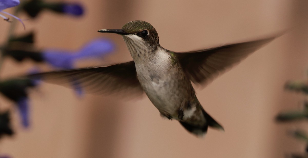 Ruby-throated Hummingbird - ML623978502