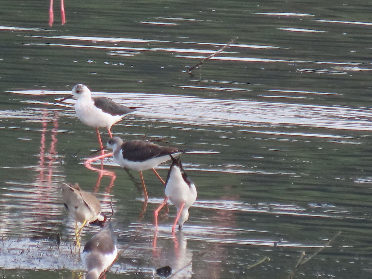 Black-winged Stilt - ML623978516